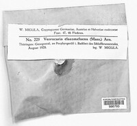 Image of Verrucaria elaeomelaena